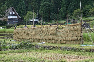 稲掛け