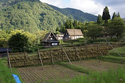 稲掛け