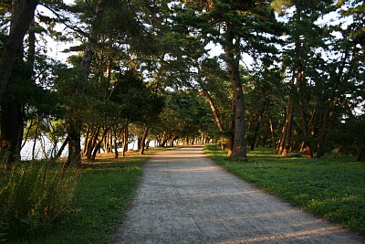 天橋立の松並木