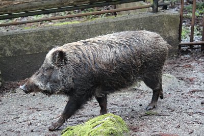 リュウキュウイノシシ