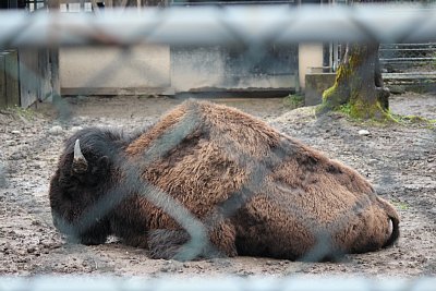 アメリカバイソン