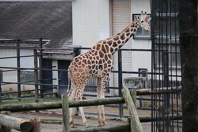 アミメキリンのキリゴロウ