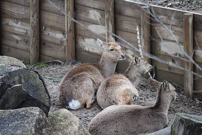 ホンシュウジカ