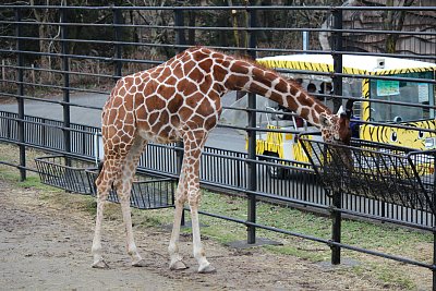 アミメキリンのコナツ