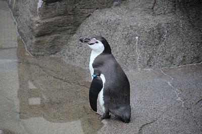 フンボルトペンギン