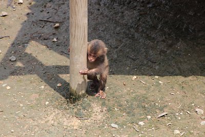 ニホンザルの子ども