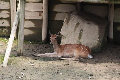 ニホンジカ