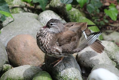 トモエガモ