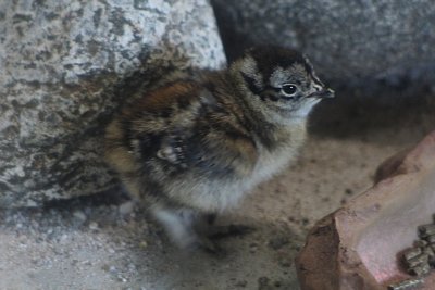 スバールバルライチョウのヒナ