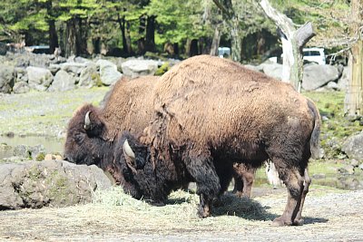 アメリカバイソン