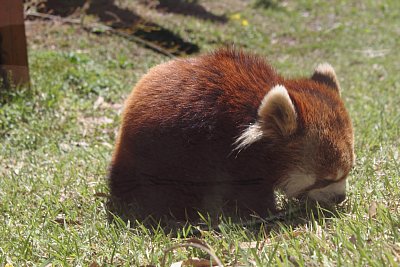 レッサーパンダ