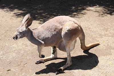 アカカンガルー