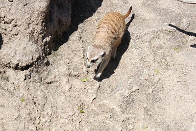 ミーアキャット