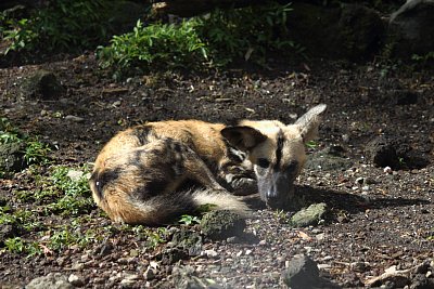 リカオン