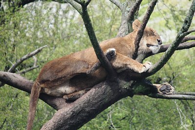 木の上で眠るライオン