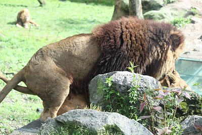 ライオンの交尾