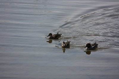 バードサンチュクアリで撮影したマガモとメジロガモ