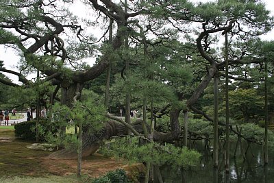 唐崎松