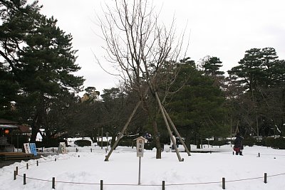 塩釜桜