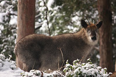 立派な体格のニホンカモシカです