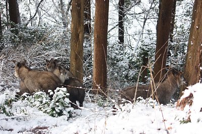 4頭ものニホンカモシカがいます