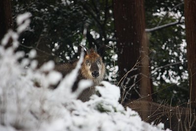 雪の中から顔を見せる