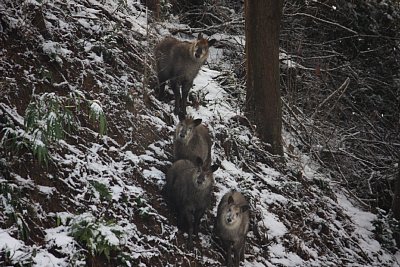 4頭ものニホンカモシカが勢揃いしました