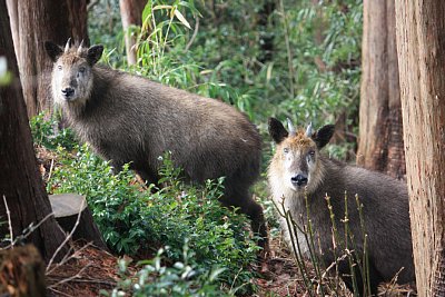 2頭のニホンカモシカ