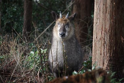 2本の角が白く目立ちます