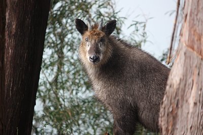 ニホンカモシカは好奇心が強いのです