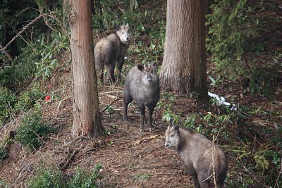 3頭のニホンカモシカが揃いました