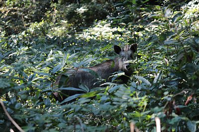 草むらの中でカモシカ発見