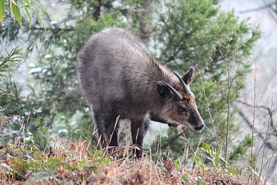 立派な角の様子がよくわかります