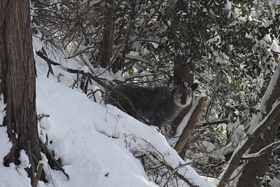 雪の中、ニホンカモシカを発見しました