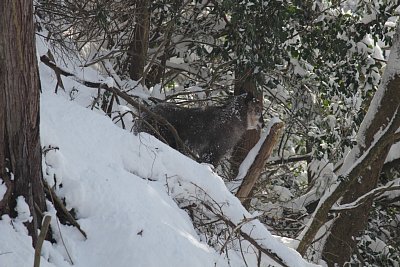 雪の中でも平気で活動していますね