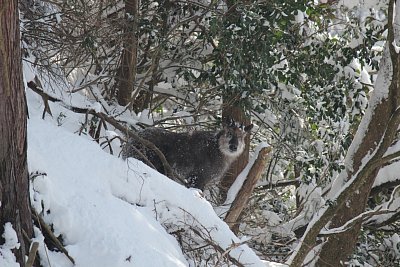 向うもこちらに気づいています