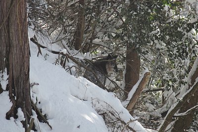 この大雪の中、えさを探すのはたいへんでしょう