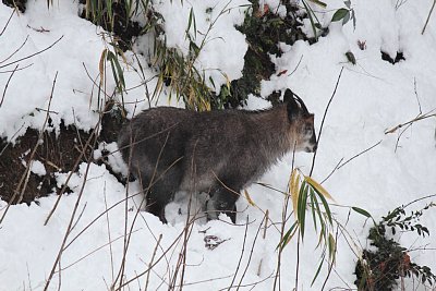 こちらは、先週に遭遇した1頭です