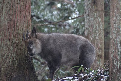 オスのニホンカモシカと思われます