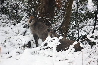 雪の中に2頭のニホンカモシカがいました