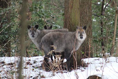 手前がオス、その後にメスが子どもを隠しています