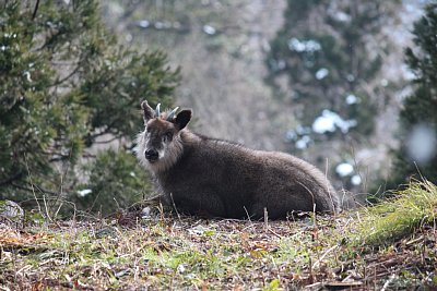 一の丸にてカモシカ発見