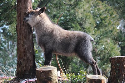 眼下腺を木の枝などに擦り付けてマーキングしています