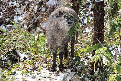 眼下腺から臭いを出す液を出してマーキングします