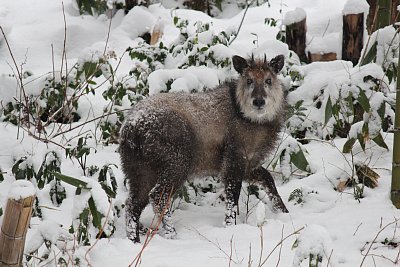 雪の中でニホンカモシカを発見しました