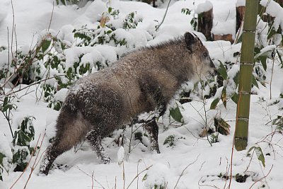 雪まみれになっています