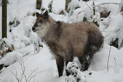 この雪の中でも平気で活動できるのはすごいです