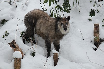 今度は移動を始めました