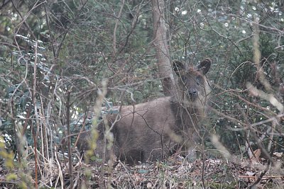 亀山城付近でカモシカ発見