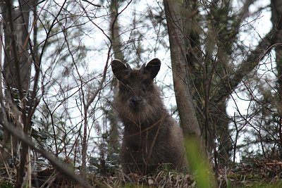 じっとこちらの様子を伺っています